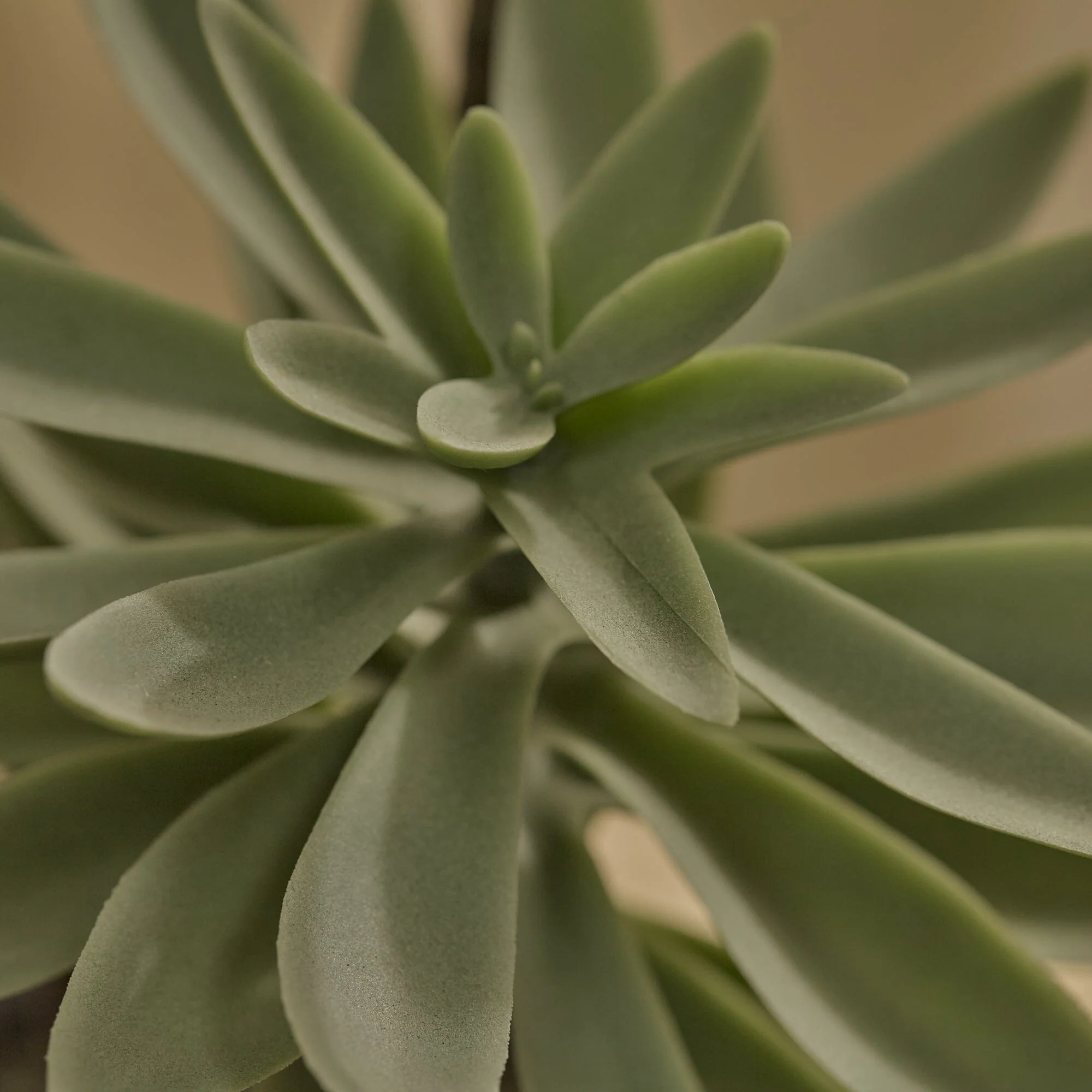 Kew 48cm Succulent In Paper Mache Pot - Image 4
