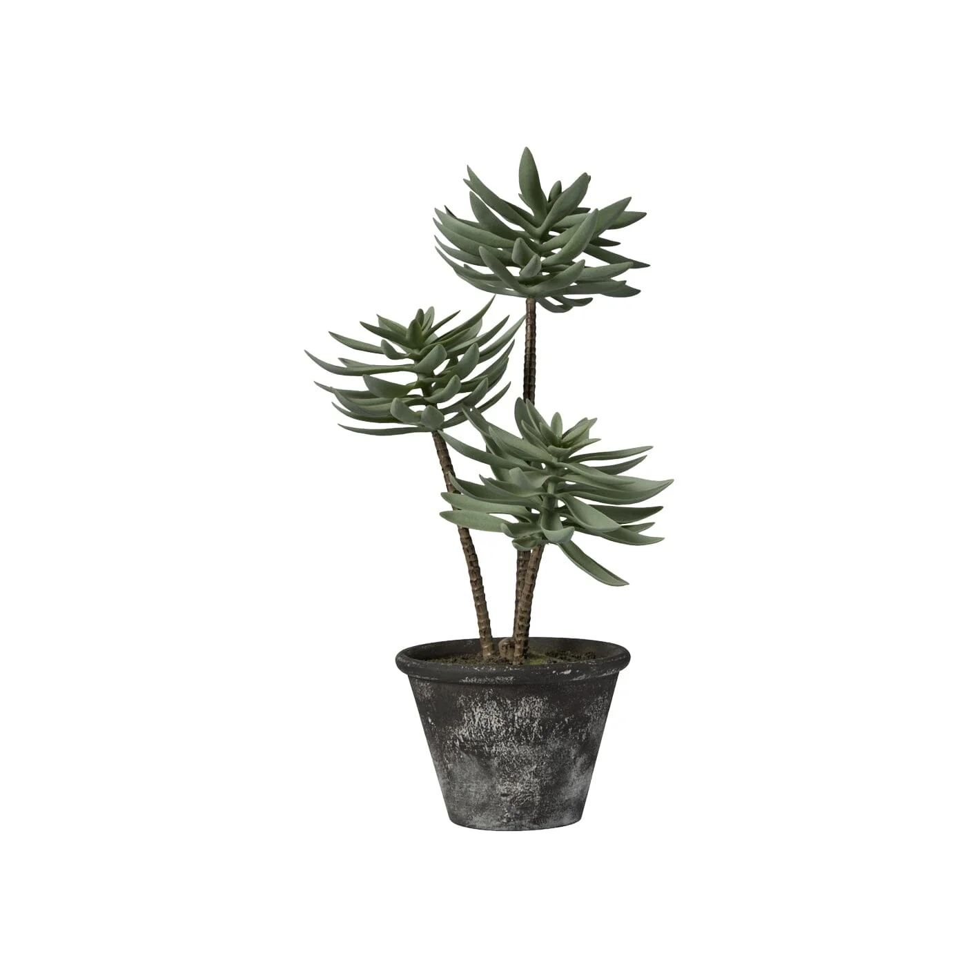 Kew 48cm Succulent In Paper Mache Pot - Image 5